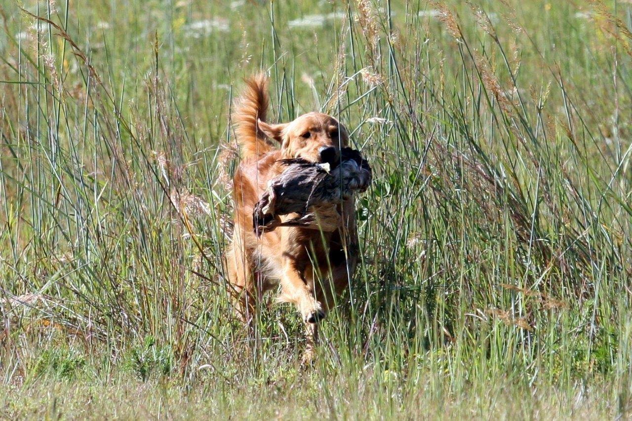 Our Dogs Photo Gallery - Potomac Valley Golden Retriever Club